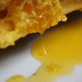extraction du miel chez des apiculteurs français