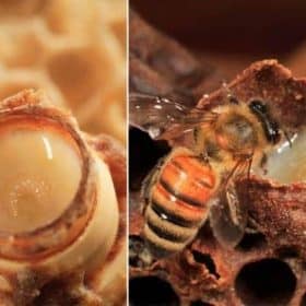 production de la gelée royale par les abeilles