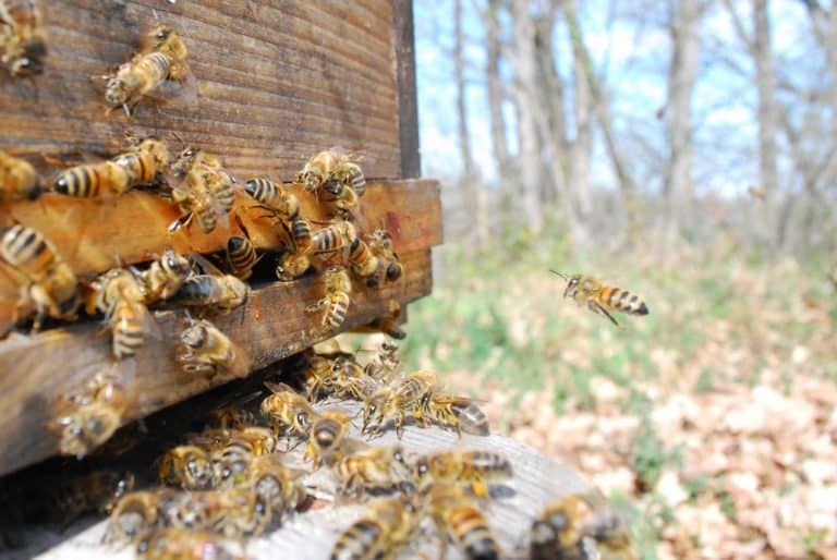 retour des abeilles à la ruche, c'est là que l'on récolte le plus de venin.