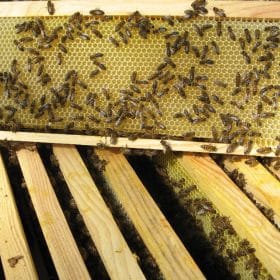 production de miel en France par les abeilles sur cadre de hausse