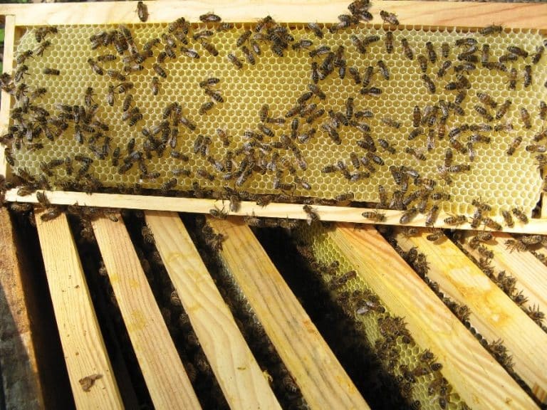 production de miel en France par les abeilles sur cadre de hausse