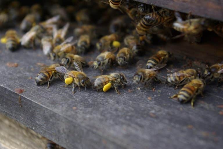 Entrée de ruches et retour d'abeilles chargées en pollen frais
