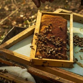 abeilles sur cadre en hiver