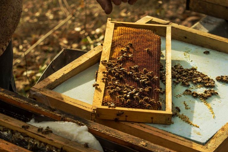 abeilles sur cadre en hiver