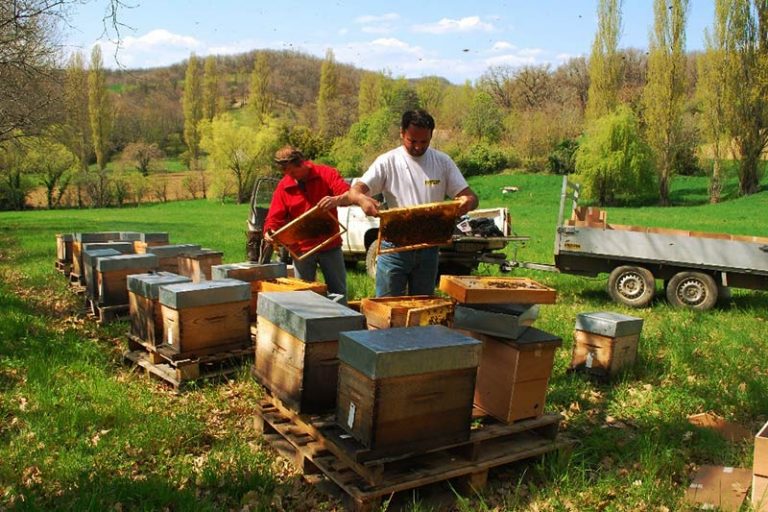 apiculteurs sur le rucher pour la production d'essaims artificiels