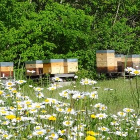 Avoir des ruches chez soi et produire son propre miel. Ruches dans un pré.