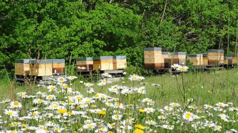 Avoir des ruches chez soi et produire son propre miel. Ruches dans un pré.