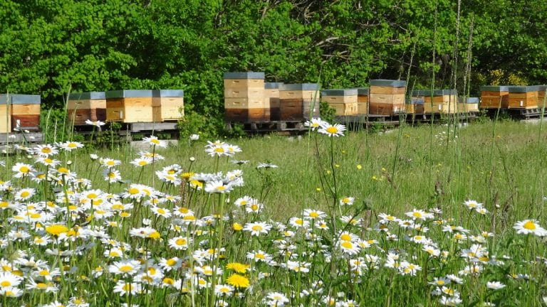 Quelles réglementations pour avoir des ruches chez soi