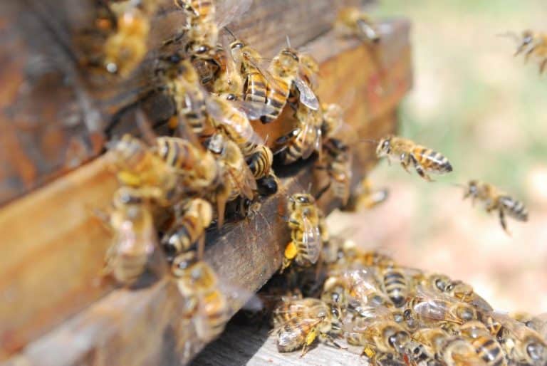 Planche d'envol d'une ruche : on étudie le processus de maturation du miel par les abeilles à l'intérieur de la ruche grâce à un tomographe à rayons X.