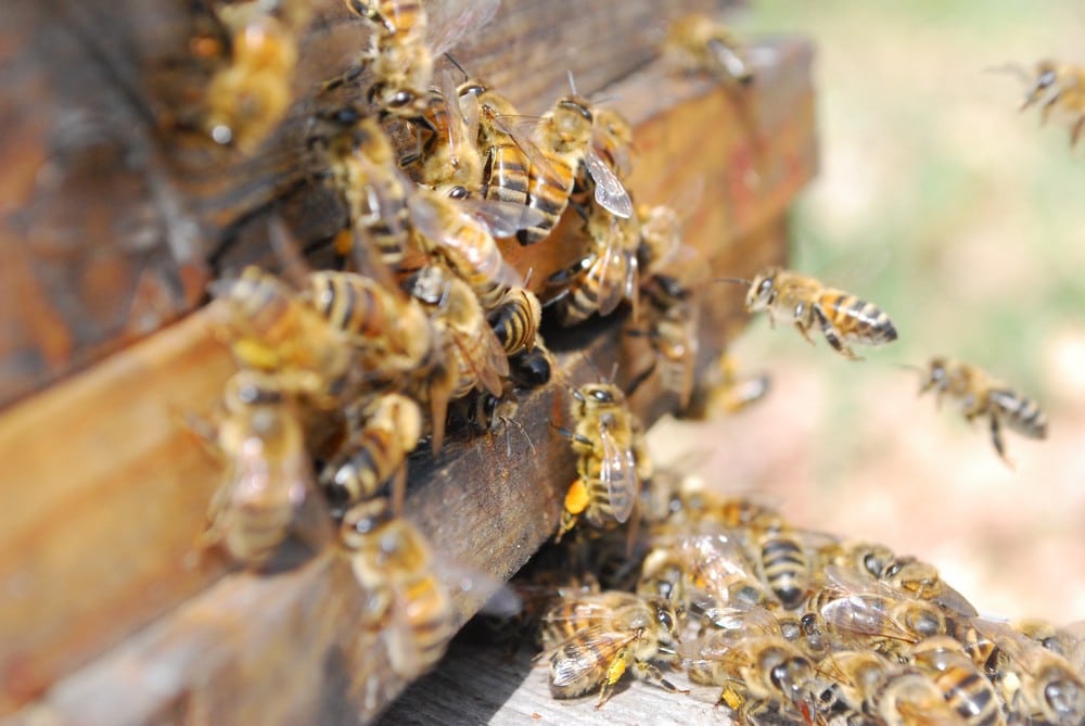 Planche d'envol d'une ruche : on étudie le processus de maturation du miel par les abeilles à l'intérieur de la ruche grâce à un tomographe à rayons X.