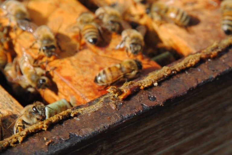 Gros plan d'un cadre où l'on voit bien la propolis accumulée par les abeilles pour colmater les trous de la ruche (protection contre le froid, ...).