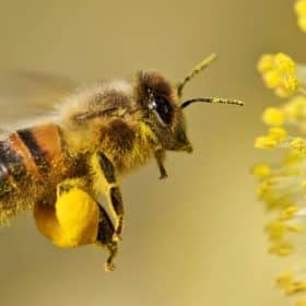 L'analyse des pollens récoltés par les abeilles