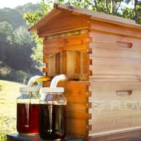 récolte de miel avec le sythème de ruche flow hive