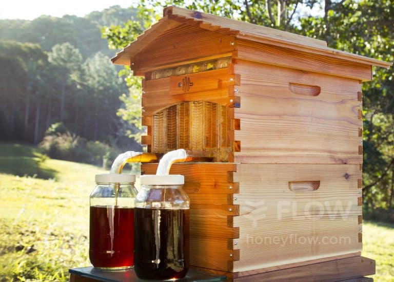 récolte de miel avec le sythème de ruche flow hive