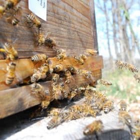 abeilles butineuses pour l'alimentation de la ruche