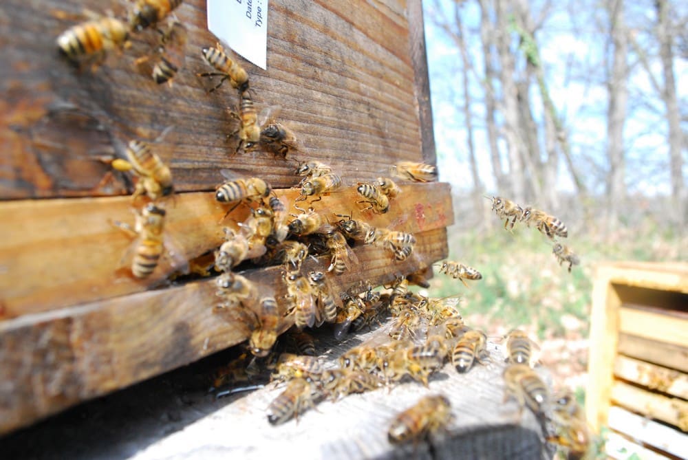 abeilles butineuses pour l'alimentation de la ruche