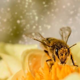 la pollinisation des fleurs par les insectes