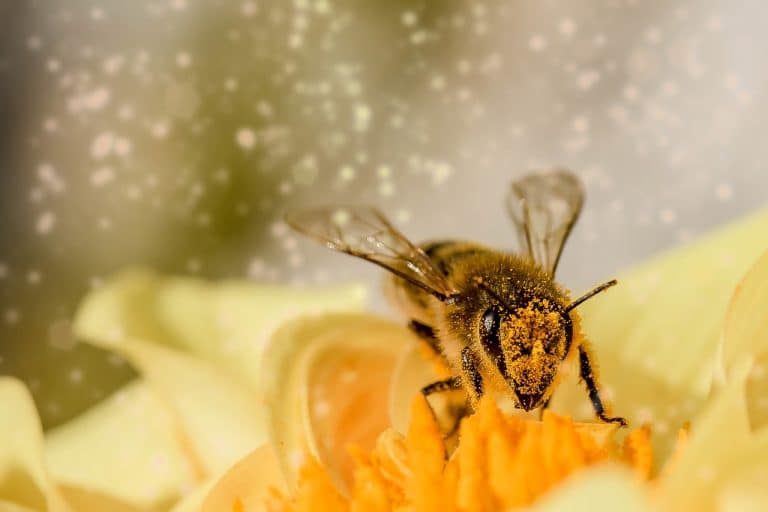 la pollinisation des fleurs par les insectes