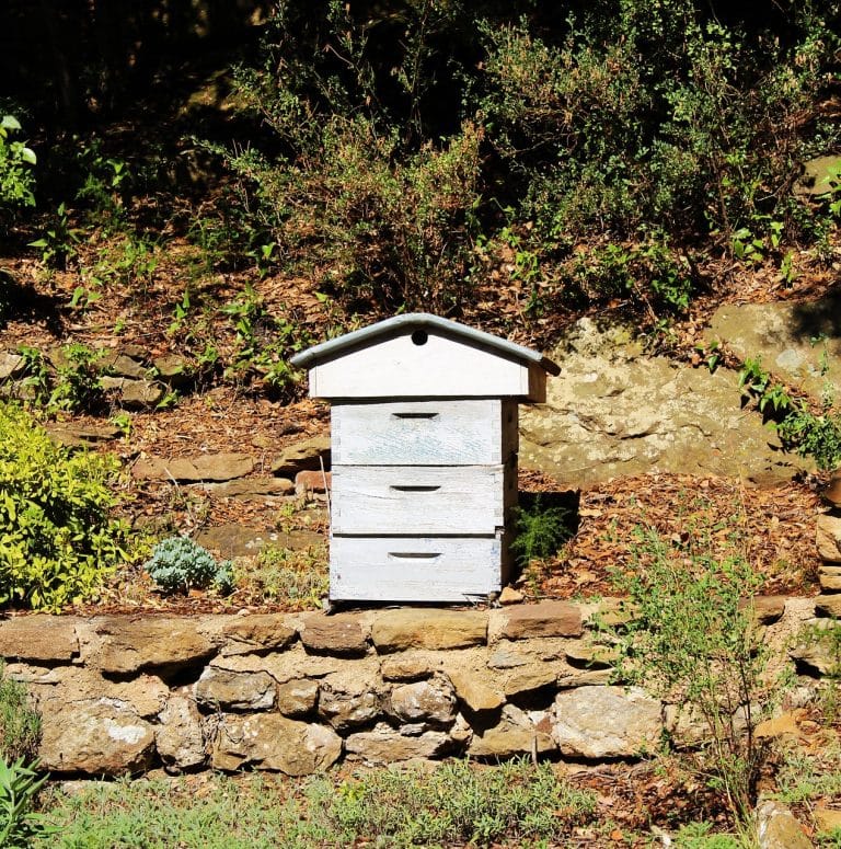 avenir apiculture