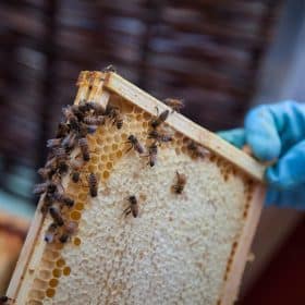 cadre de miel operculé avec des abeilles