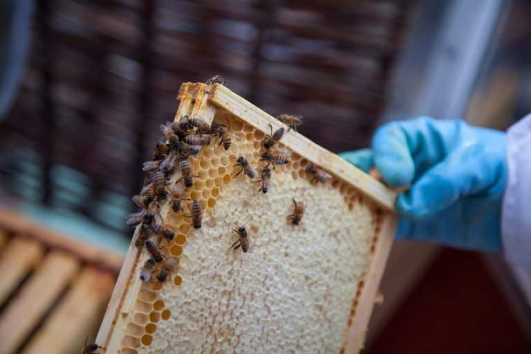 cadre de miel operculé avec des abeilles