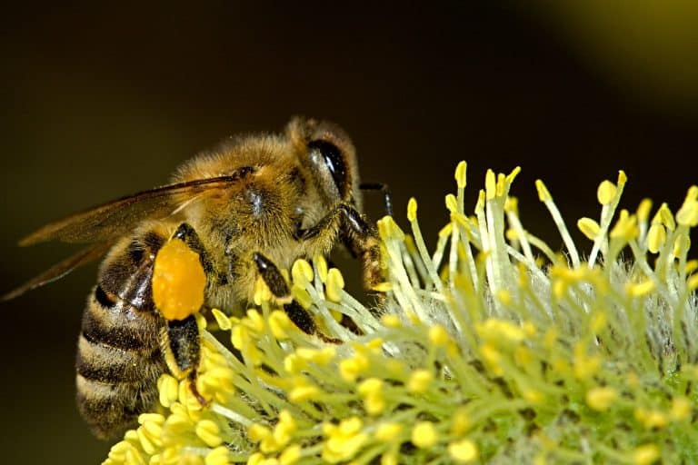 abeilles qui récolte du pollen sur une fleur