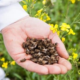 mortalité d'abeilles et traitements à base d'insecticides néonicotinoïdes