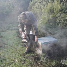 Ouverture de ruche. Enfumer les abeilles garantit la sécurité de l'apiculteur.