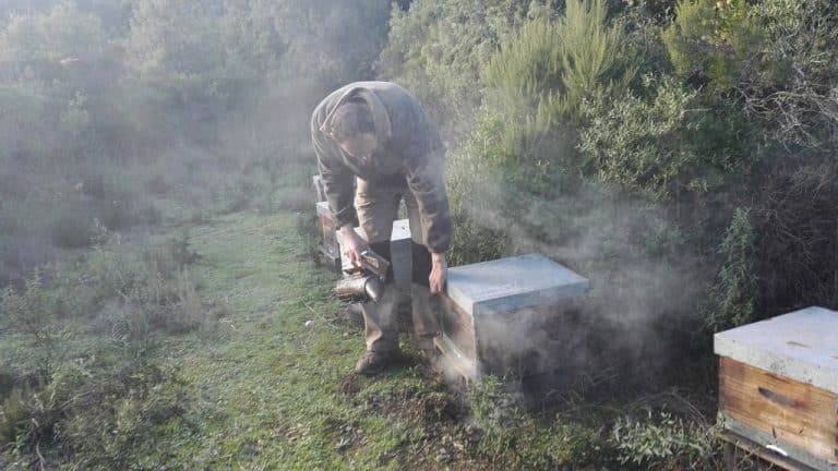 Ouverture de ruche. Enfumer les abeilles garantit la sécurité de l'apiculteur.
