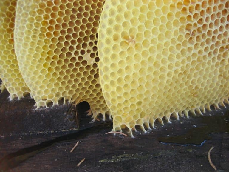 production de cire par les abeille
