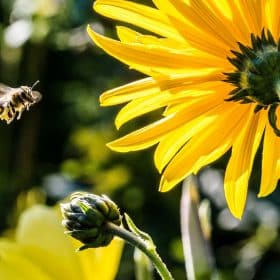 pollinisation d'une fleur de tournesol par une abeille