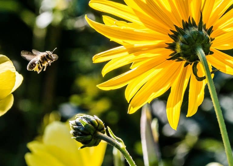 pollinisation d'une fleur de tournesol par une abeille
