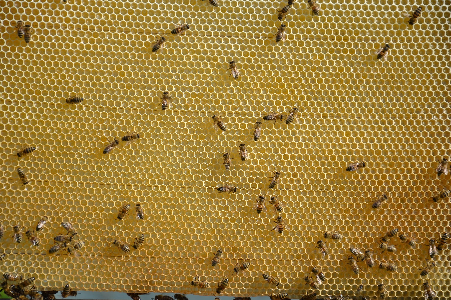 cadre de cire avec des abeilles