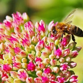 abeille qui butine une fleur