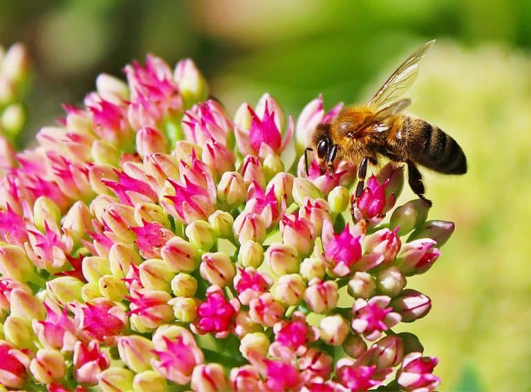 abeille qui butine une fleur