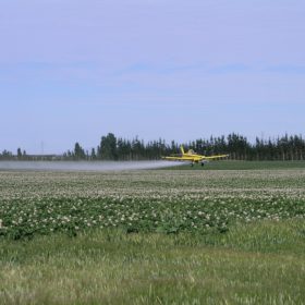 Epandage d'un insecticide néonics par avion.