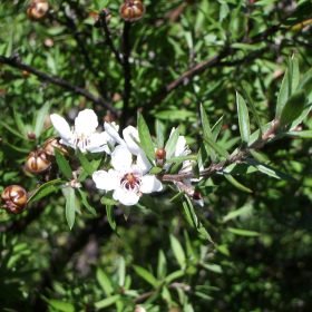 Le miel de Manuka est l'or brun de la Nouvelle Zélande