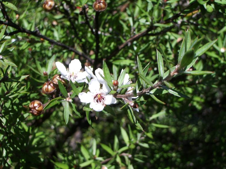 Le miel de Manuka est l'or brun de la Nouvelle Zélande