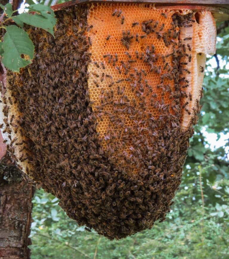 le miel à travers l'Histoire