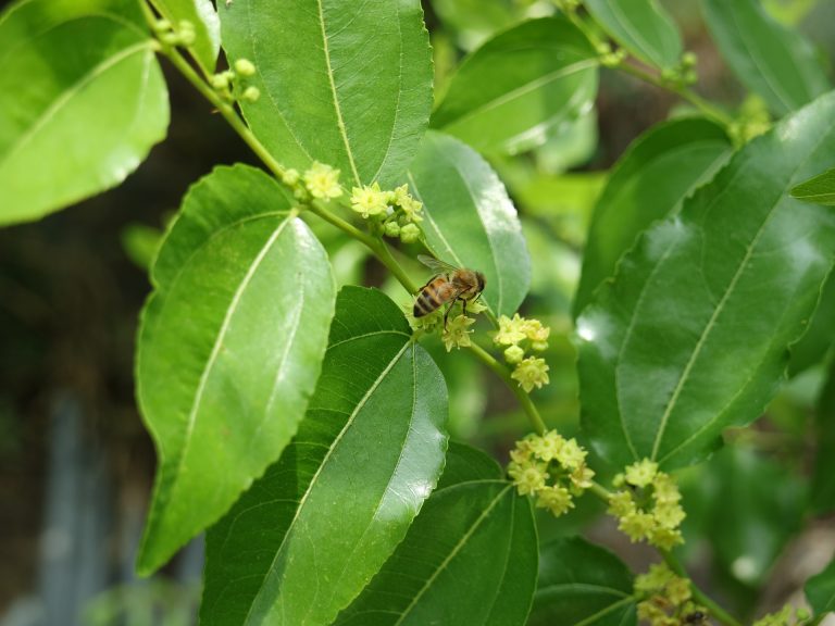 Miel de jujubier Yemen