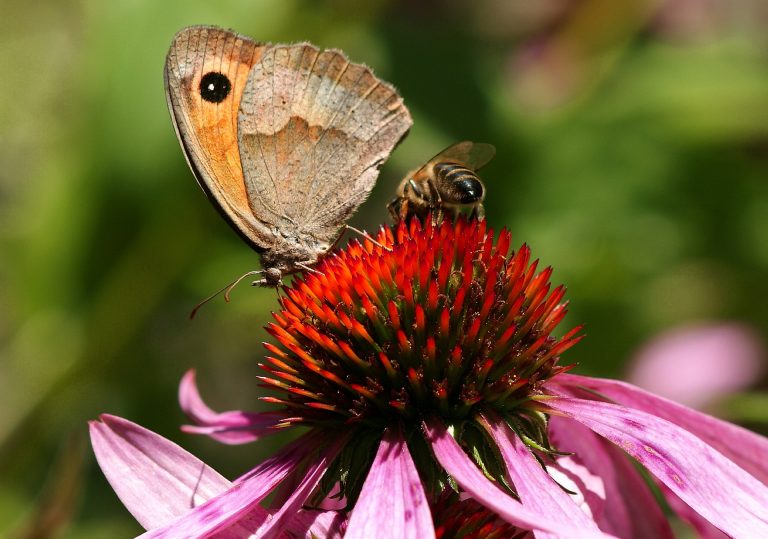biodiversité insectes pollinisateurs abeilles