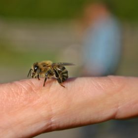 piqûre d'abeille