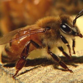 Apis Mellifera, l'abeille européenne
