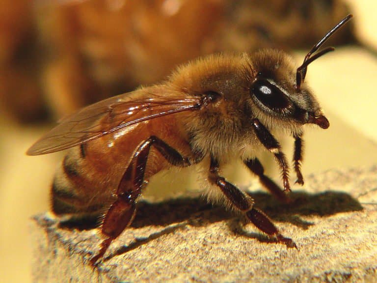 Apis Mellifera, l'abeille européenne