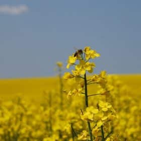 Une abeille qui butine une fleur de colza potentiellement traitée par des pesticides néonicotinoïdes.