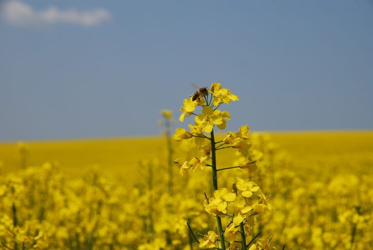 Une abeille qui butine une fleur de colza potentiellement traitée par des pesticides néonicotinoïdes.