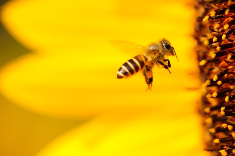 Abeille ouvrière agricole qui butine une fleur de tournesol.