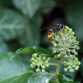 Frelon asiatique sur une fleur - invention d'un piège pour sauver les abeilles