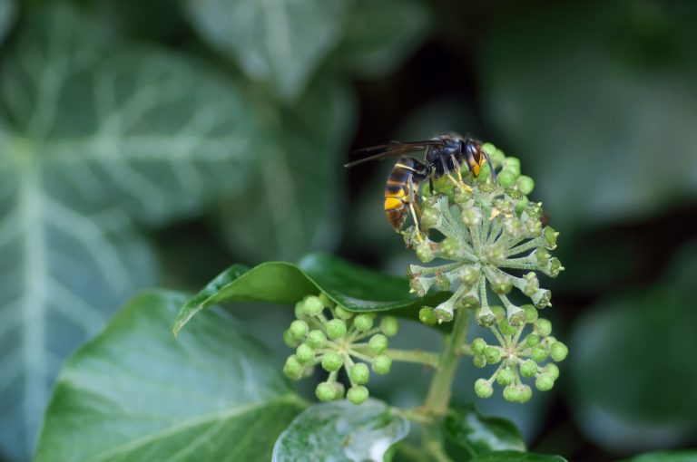 Frelon asiatique sur une fleur - invention d'un piège pour sauver les abeilles