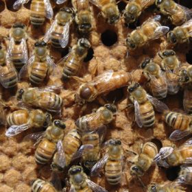 La gelée royale sert à nourrir la reine toute sa vie : photo d'une reine entourée de ses ouvrières.